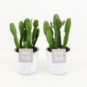 Euphorbia Triangularis 10,5 in White Wash pot