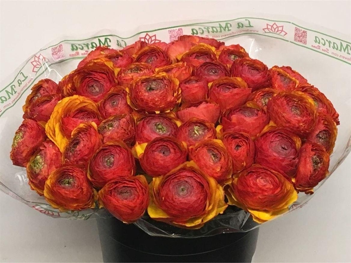 <h4>Ran Su Sr Ole Super</h4>