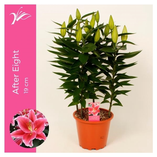 <h4>Lilium After Eight 19 cm (or. lelie)</h4>