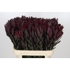 Leucadendron Saf Sunset Dark R.
