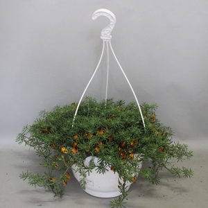 Hangpot 27cm Lotus