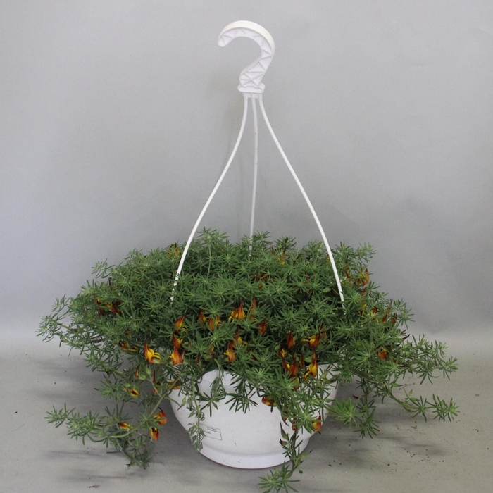 <h4>Hangpot 27cm Lotus</h4>