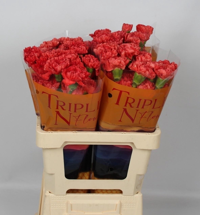 <h4>DI ST CAROLINE GOLD</h4>