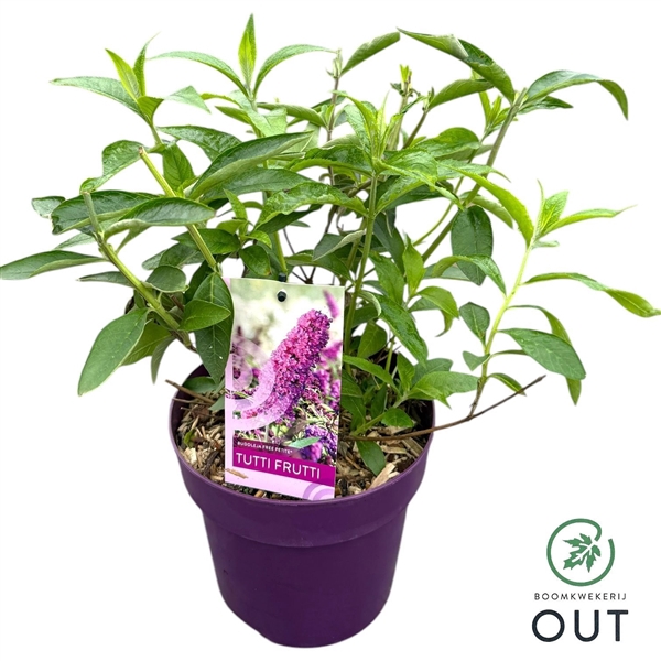 <h4>Buddleja dav. Free Petite 'Tutti Fruitti' P19</h4>