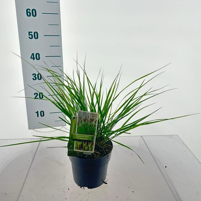 <h4>Pennisetum alopecuroides</h4>