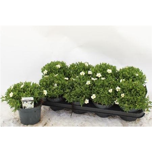 Arenaria montana Summer White