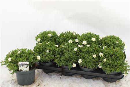 <h4>Arenaria montana Summer White</h4>