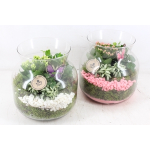 arr2 PL - Glas candy L x2 - roze/wit