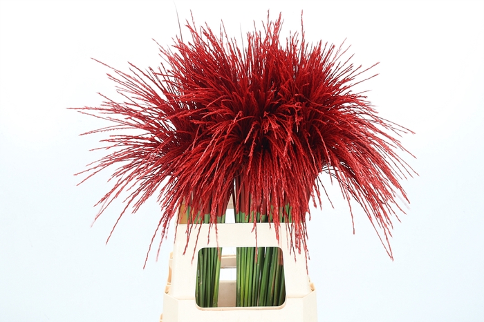 <h4>Miscanthus Kl Bh Rood</h4>