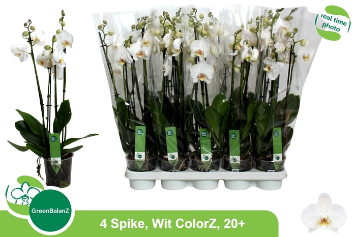 <h4>PHAL OV WIT</h4>