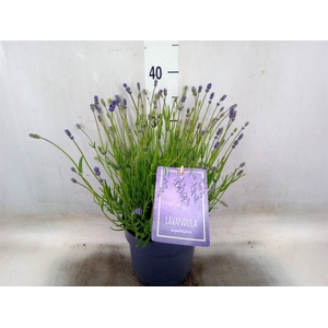 Lavandula angus. 'Essence Pure'