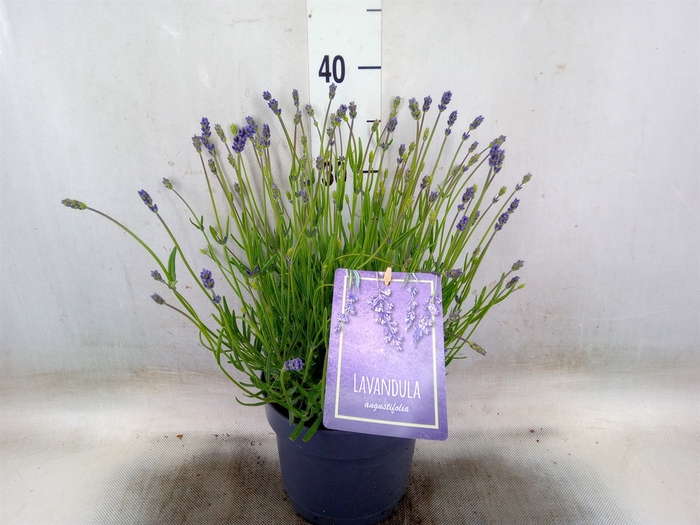 <h4>Lavandula angus. 'Essence Pure'</h4>