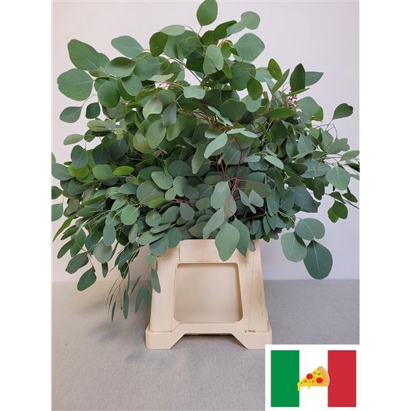 <h4>EUC POPULUS PB</h4>