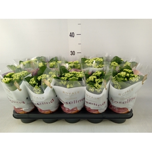 Kalanchoe blos. 'RosDon Dione'
