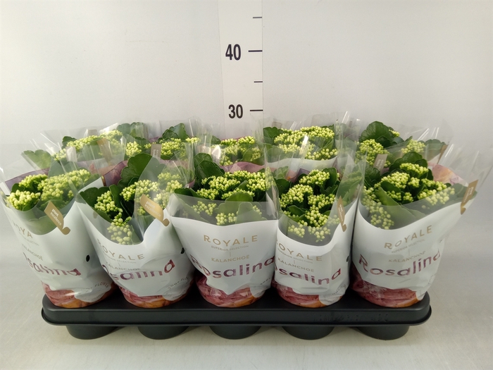 <h4>Kalanchoe blos. 'RosDon Dione'</h4>