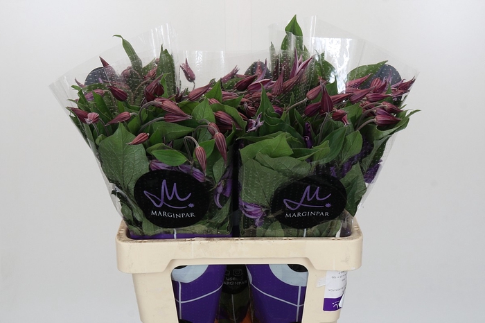<h4>Clematis Amazing Rome</h4>