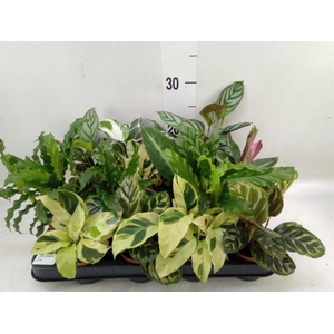 Calathea   ...mix