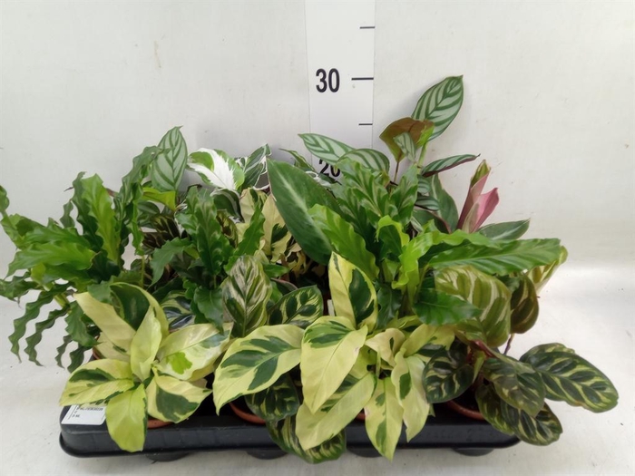 <h4>Calathea ...mix</h4>
