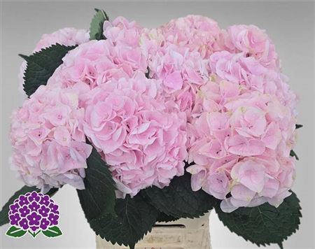 <h4>Hydr M My Pink Touch Rz</h4>