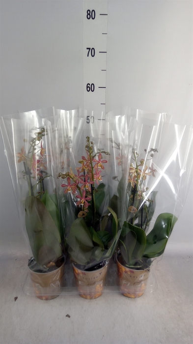 <h4>Phalaenopsis multi.   ...orange</h4>