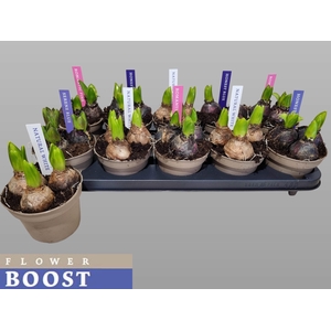 HYACIN PEAR GEM 4 KL