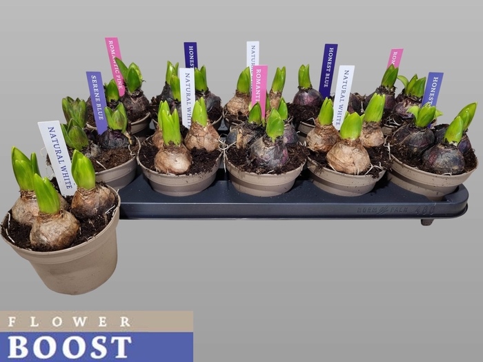 <h4>HYACIN PEAR GEM 4 KL</h4>