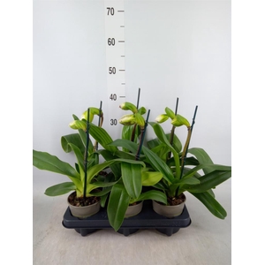 Paphiopedilum 'Amerikaanse hybrid'