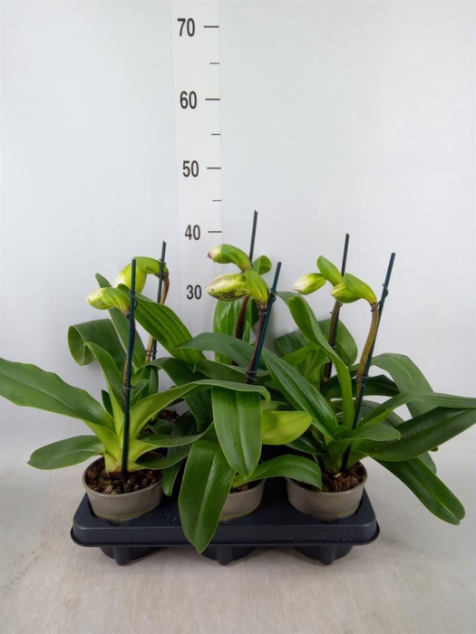 <h4>Paphiopedilum 'Amerikaanse hybrid'</h4>