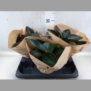 Peperomia clusiifolia 'Red Margin'