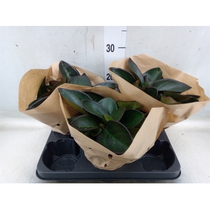 Peperomia clusiifolia 'Red Margin'