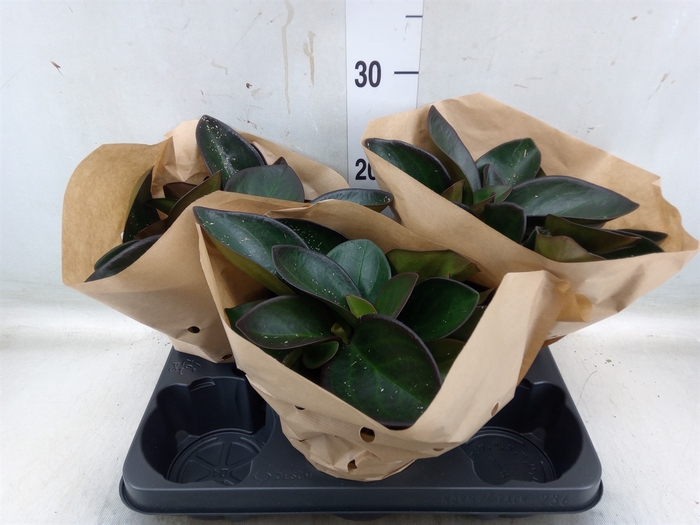 <h4>Peperomia clusiifolia 'Red Margin'</h4>