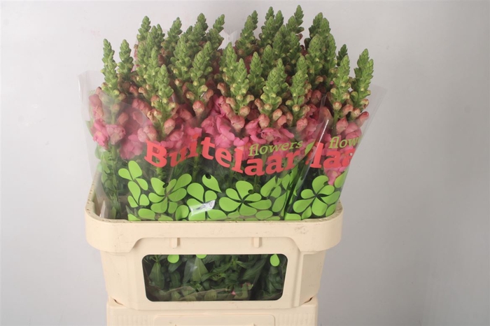 <h4>Antirrhinum Nl. Pink Potomac</h4>