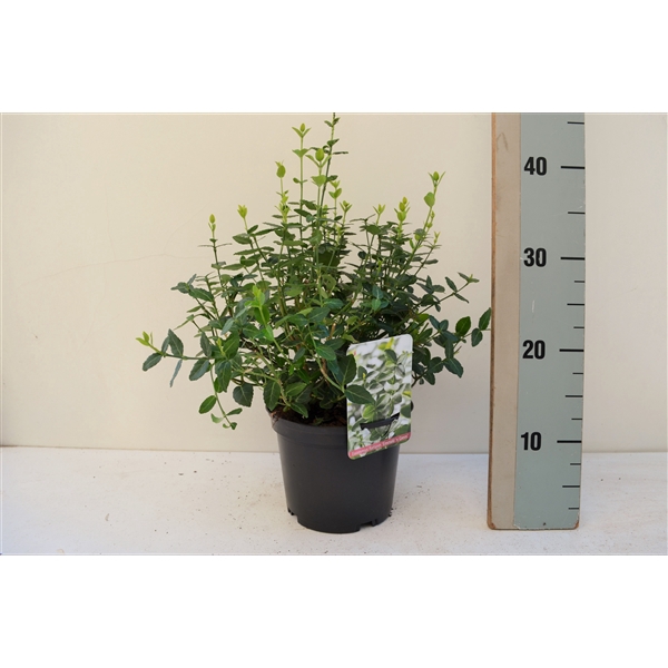 <h4>Euonymus fortunei em Green</h4>