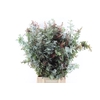 Acacia Gr Baileyana