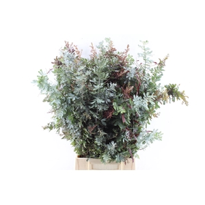 Acacia Gr Baileyana