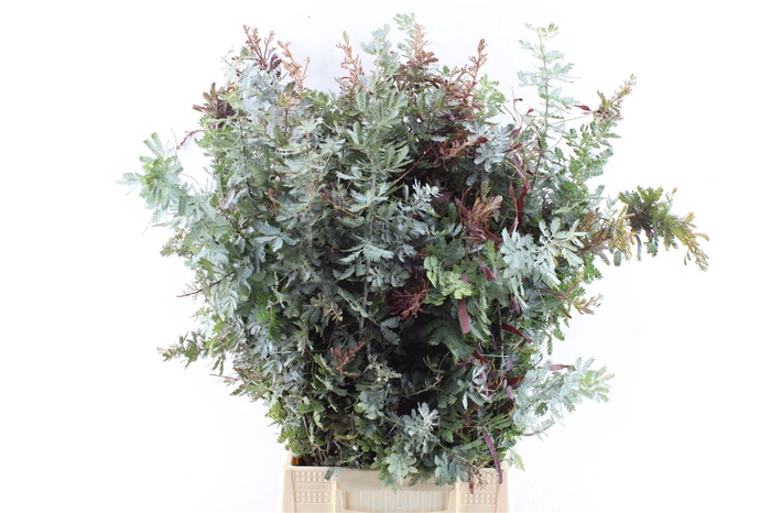 <h4>Acacia Gr Baileyana</h4>