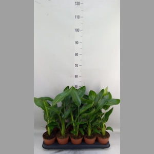 Strelitzia reg.   ...no flowers