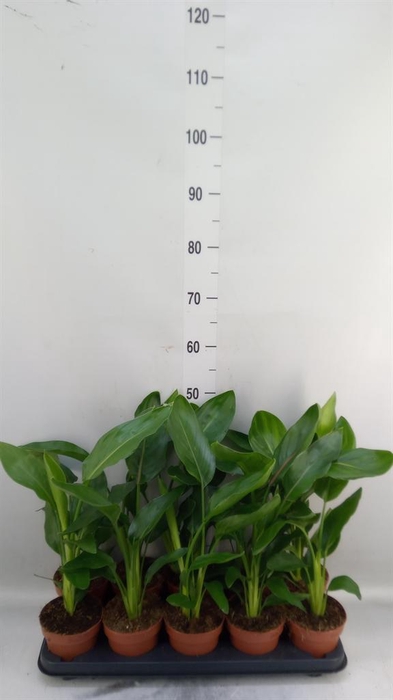 <h4>Strelitzia reg.   ...no flowers</h4>