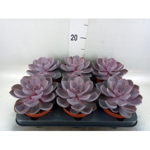 Echeveria  'Purple Pearl'