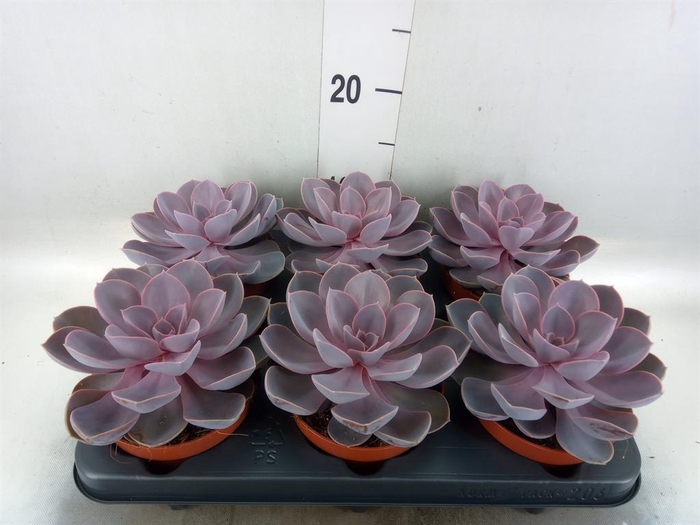 <h4>Echeveria  'Purple Pearl'</h4>