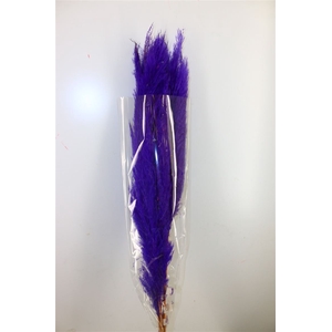 Dried Cortaderia Dadang Lilac 110cm