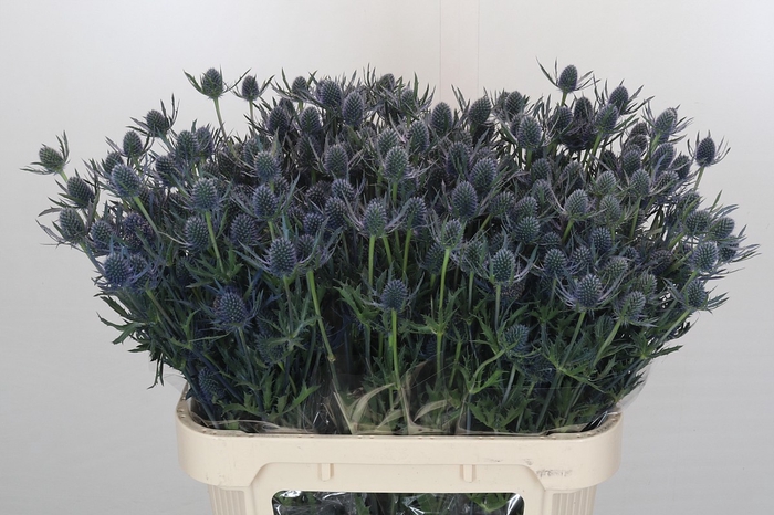 <h4>Eryngium Blue Dynamite</h4>