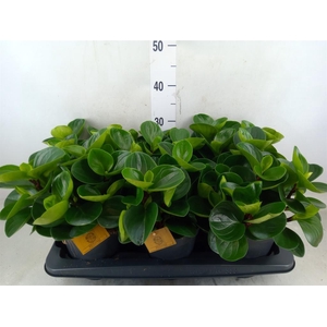 Peperomia obt. 'Red Canyon'