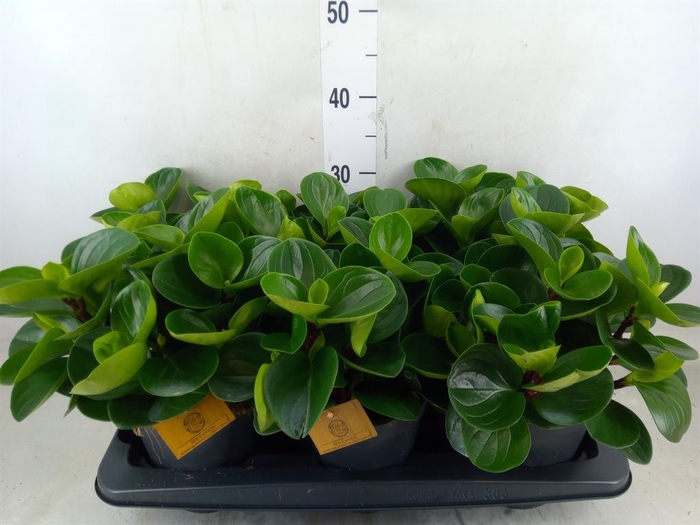 <h4>Peperomia obt. 'Red Canyon'</h4>