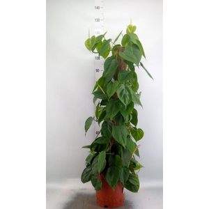 Philodendron scand.