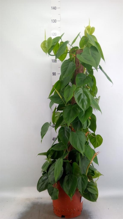 <h4>Philodendron scand.</h4>