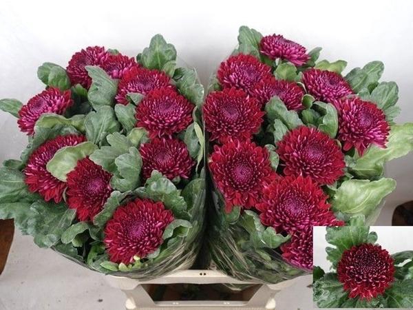 <h4>CHR G GAVIRIA</h4>