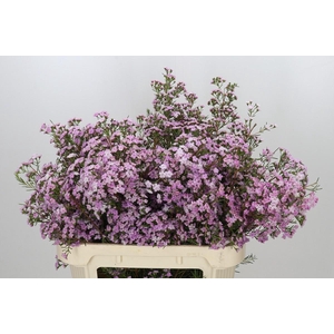 Chamelaucium Dancing Queen