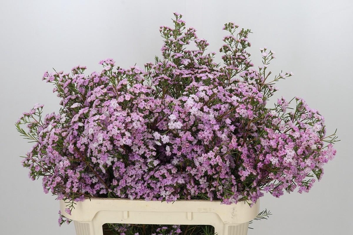 <h4>Chamelaucium Dancing Queen</h4>