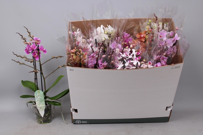 <h4>PHAL MF GEM 5 KL</h4>